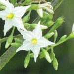 Solanum torvum Kukka