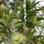 Syzygium jambos Leaf