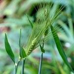 Hordeum vulgare 葉