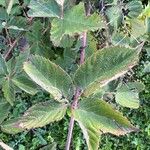 Rubus sulcatus Feuille