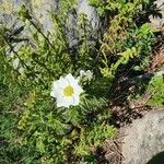 Anemone baldensis Libunga