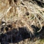 Elymus canadensis 果實