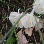 Narcissus cantabricus Flower