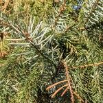 Picea omorika Hostoa