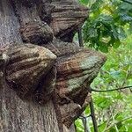 Zanthoxylum chalybeum बार्क (छाल)