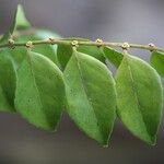 Drypetes gerrardii Leaf