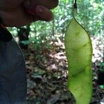 Diplotropis purpurea Leaf