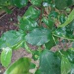 Coffea ebracteolata 葉