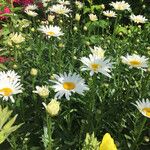 Leucanthemum x superbum Habit