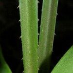 Pitcairnia atrorubens Corteza
