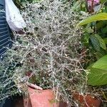 Corokia cotoneaster অভ্যাস