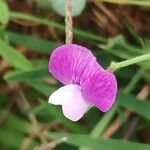 Lathyrus hirsutus Цвят