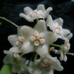 Hoya longifolia Kvet