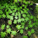 Acer palmatum Leaf