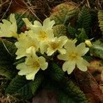 Primula vulgaris 花