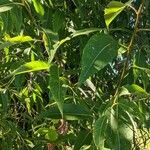Salix amygdaloides Liść