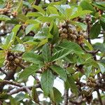 Ficus lutea Folha