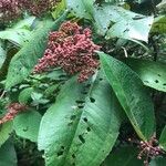 Miconia impetiolaris Plod