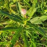 Persicaria amphibia Hoja