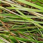 Carex alba Fuelha