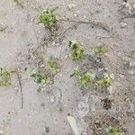 Anisosciadium orientale Mosusu
