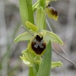 Ophrys virescens Mosusu