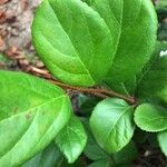 Viburnum suspensum Leaf