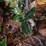 Goodyera fimbrilabia Hoja