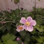 Anemone x hybrida Květ