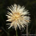 Bebbia juncea Fruit