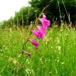 Gladiolus palustris Habitus