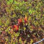 Sarracenia purpureaLeaf