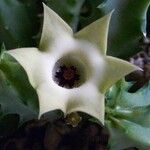 Huernia thuretii