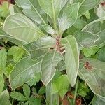 Oenothera macrocarpa Folio