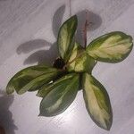 Hoya carnosa Lehti