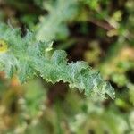 Senecio vernalis Frunză
