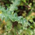 Senecio vernalis Hoja