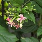 Combretum indicum Flor