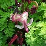 Dicentra eximia Fleur