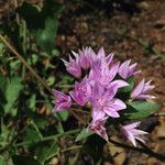 Allium unifolium Blüte
