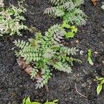 Polemonium reptans Leaf