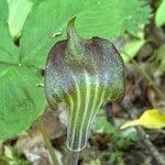 Arisaema triphyllumFlower