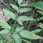 Cicuta maculata Leaf