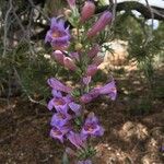 Penstemon secundiflorus Other