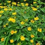 Heliopsis helianthoidesLeaf