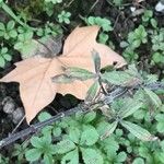 Salvia chamaedryoides Hoja