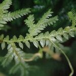 Selaginella cathedrifolia