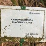 Chimonobambusa quadrangularis