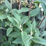 Buddleja davidii Folha