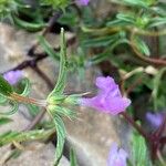 Galeopsis angustifolia Leaf